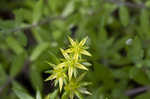 Stringy stonecrop